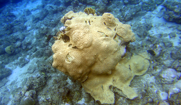 Terumbu Karang Unik