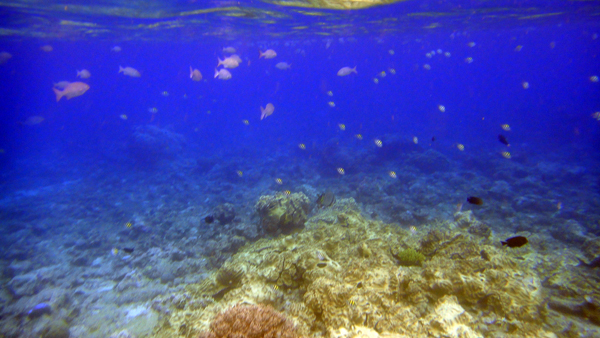 Ratusan Ikan di Dive Resort