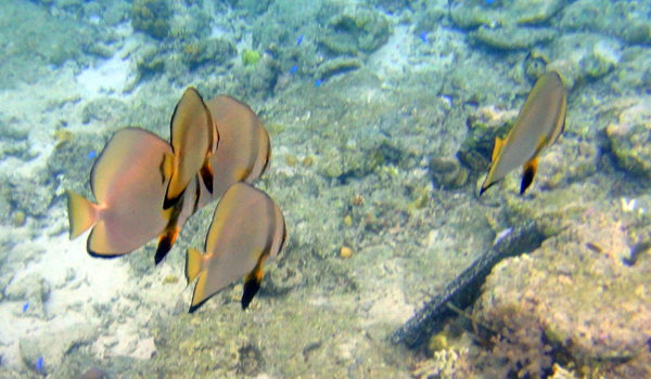 Ikan Lucu