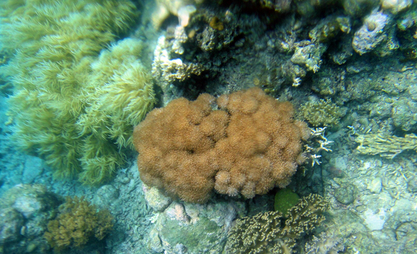 Spot Snorkling Dekat Jameeng