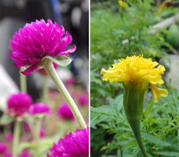 maenan makro *ga penting