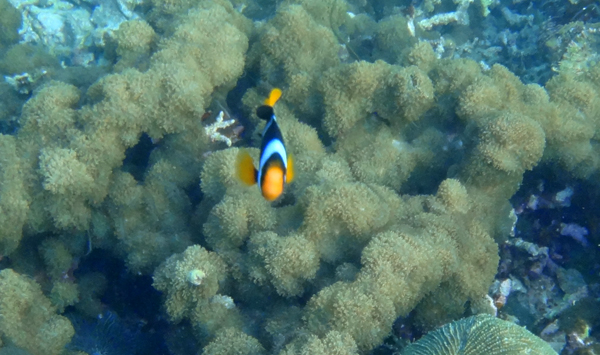 ClownFish Biru