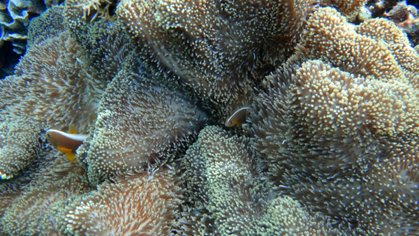 Clownfish bersembunyi di balik anemon