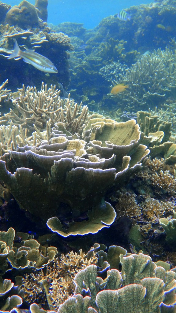 Terumbu Karang