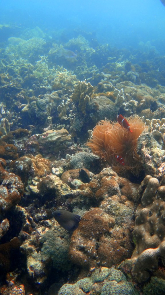 Dunia Bawah Laut Pulau Tegal