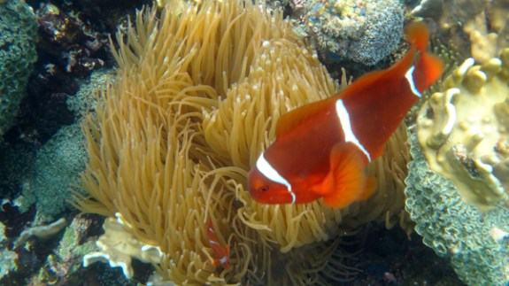 Clown Fish dan Anemon