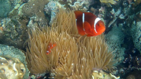 anemon dan clownfish (sumber: koleksi pribadi, kamera: Sony TX-10)