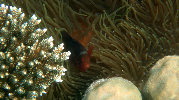 ClownFish di balik Terumbu
