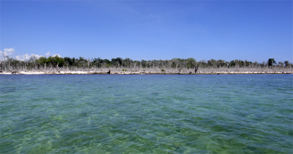 pohon meranggas, sisa Tsunami pohon meranggas