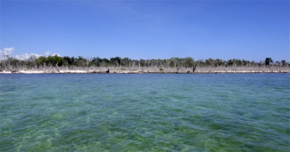 pohon meranggas, sisa Tsunami pohon meranggas