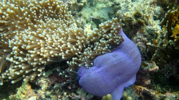 Anemon Berwarna Ungu