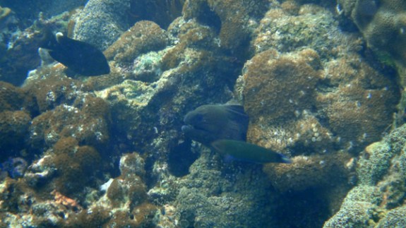 Belut Laut "Morea" berahang kuat