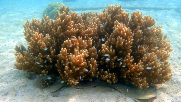 Biota Laut Pulau Kelagian Lunik