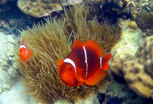 Clown Fish (sumber: koleksi Boski)