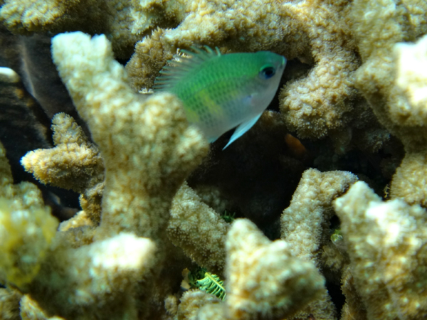 ikan warna-warni