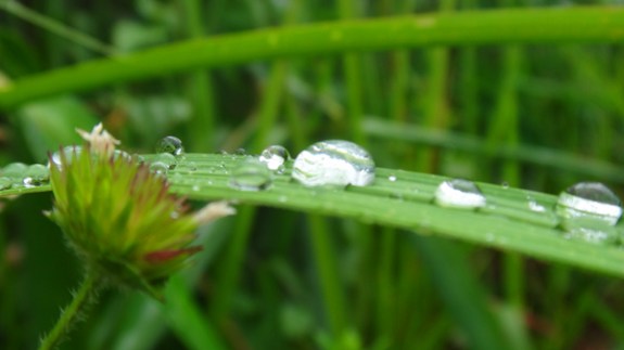 sisa hujan : butiran air di atas daun