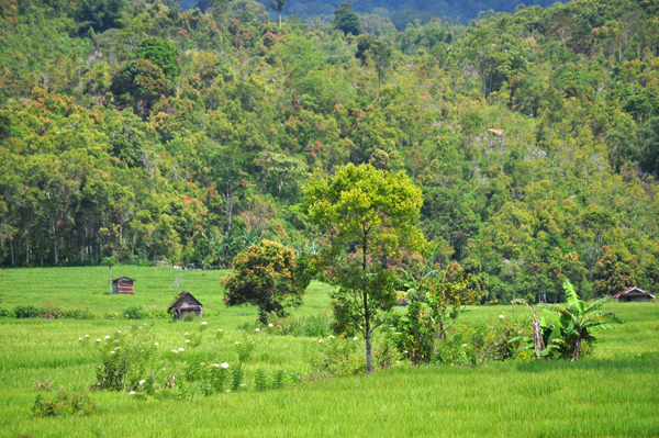 sawah dengan latar belakang kebun kayu manis sawah dengan latar belakang kebun kayu manis