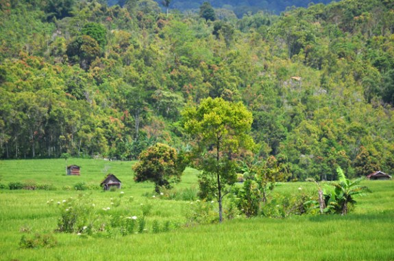 sawah dengan latar belakang kebun kayu manis