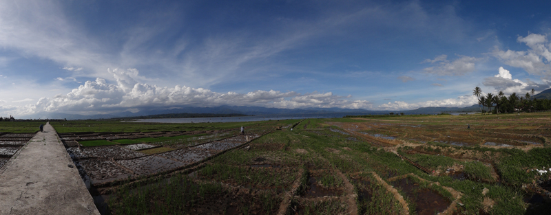 akhirnya menemukan sawah di tepi danau akhirnya menemukan sawah di tepi danau