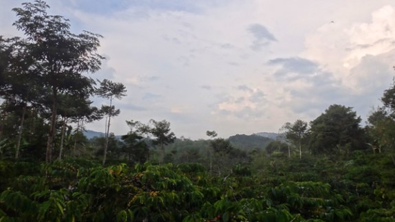 kebun kopi menghijau