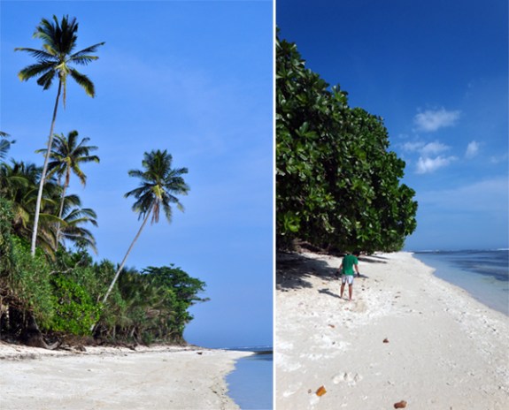 pepohon di pinggir pantai menambah keindahan