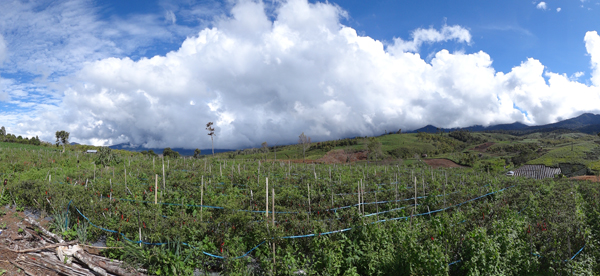 ladang cabai ladang cabai