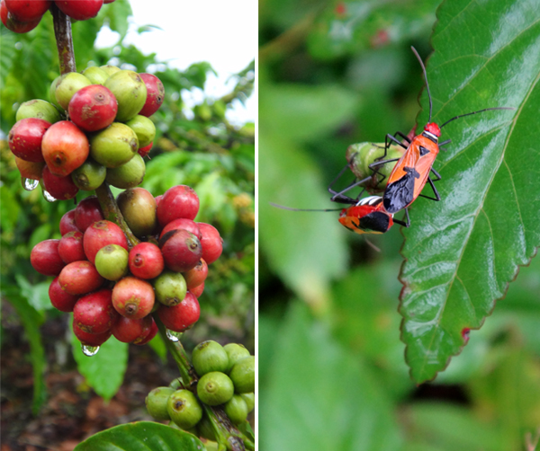 buah kopi (kiri) : "bapak pucung" kimpoi
