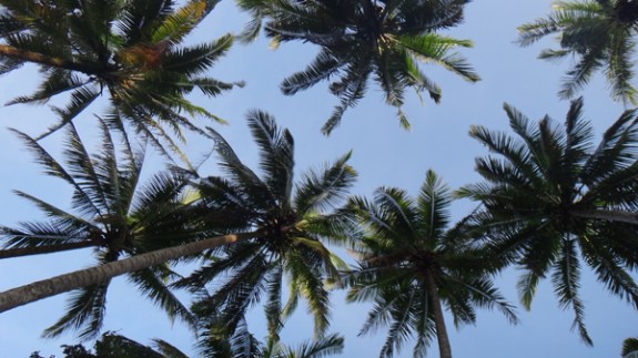 di bawah pohon kelapa