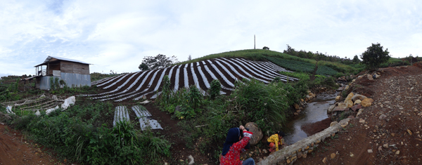sungai kecil di antara kebun kentang