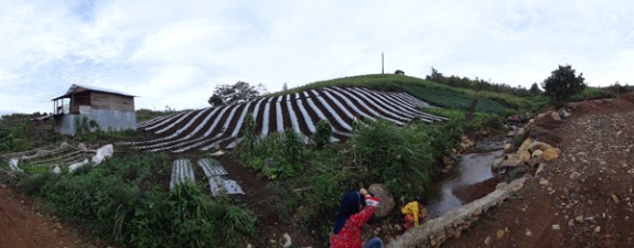 sungai kecil di antara kebun kentang