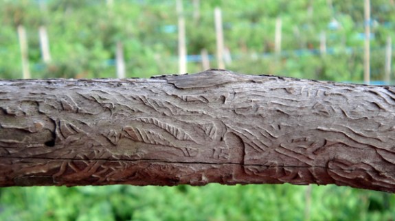 kayu manis kering (kayu bakar)