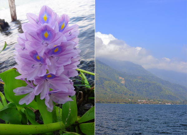 bunga air (kiri): Danau Ranau mulai cerah (kanan)