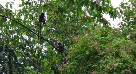 monyet yang nonton kita mandi 