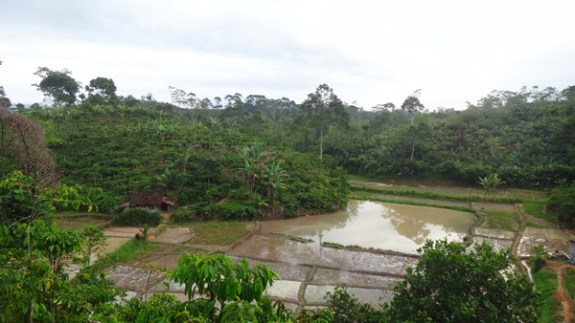 sawah di Pekon Sukajaya