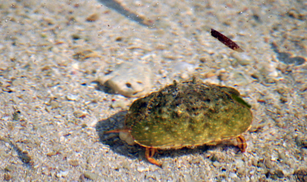 kepiting di jernihnya air laut