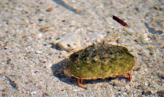 kepiting di jernihnya air laut