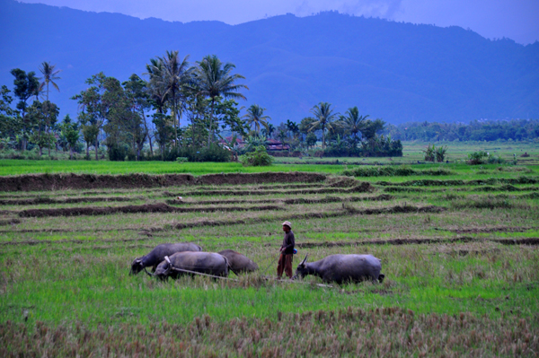 kerbau- memudahkan petnani membajak sawah kerbau- memudahkan petnani membajak sawah