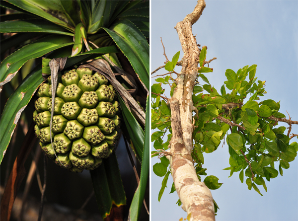 ada yang tau ini buah apa? 