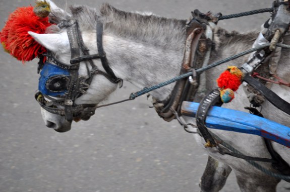 naik bendi keliling kota juga seru naik bendi keliling kota juga seru