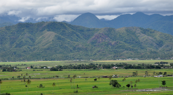 dari sini bisa melihat sawah menghijau
