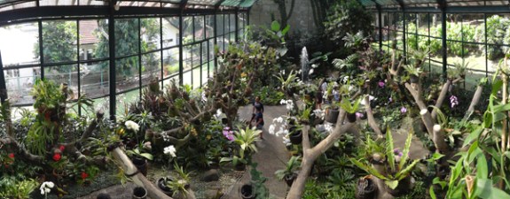 warna-warni anggrek khas Indonesia - berminat mengkoleksi?