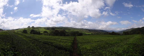 Perkebunan Teh Kayu Aro, Kerinci Jambi