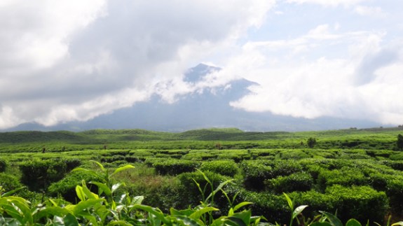 Perkebunan Teh dengan latar belakang Gunung Kerinci