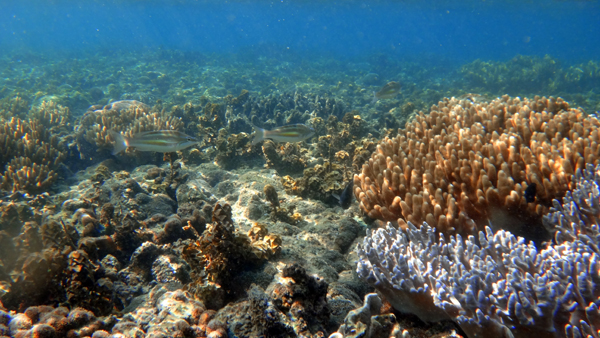 keindahan bawha laut Pulau Pahawang keindahan bawha laut Pulau Pahawang