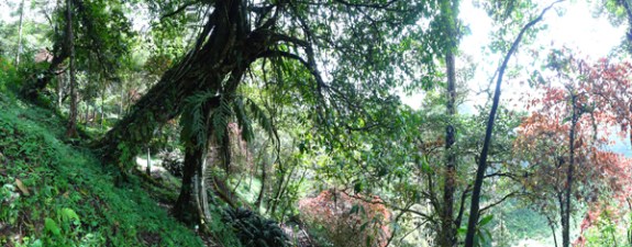 pesona hutan tropis di Telun Berasap pesona hutan tropis di Telun Berasap