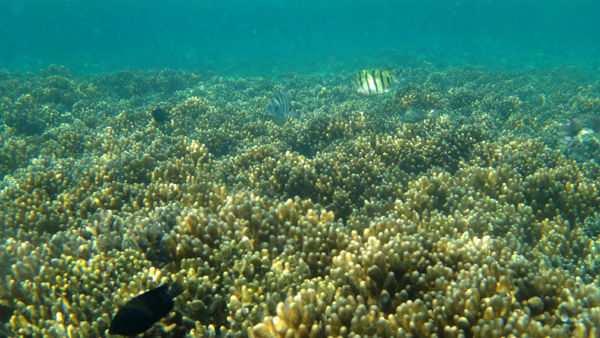 hamparan softcoral hamparan softcoral
