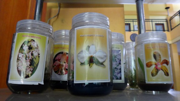 bibit anggrek hasil pembiakan kultur jaringan