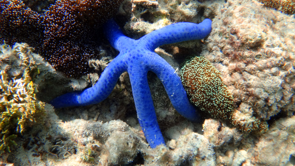 bintang laut bintang laut