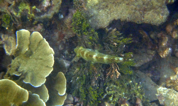 kamuflase - ikan menyamar tumbuhan laut