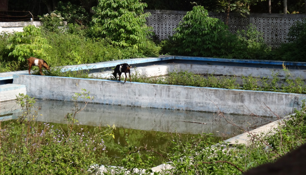 bekas kolam renang menjadi semak belukar bekas kolam renang menjadi semak belukar